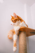 Cat Tree
