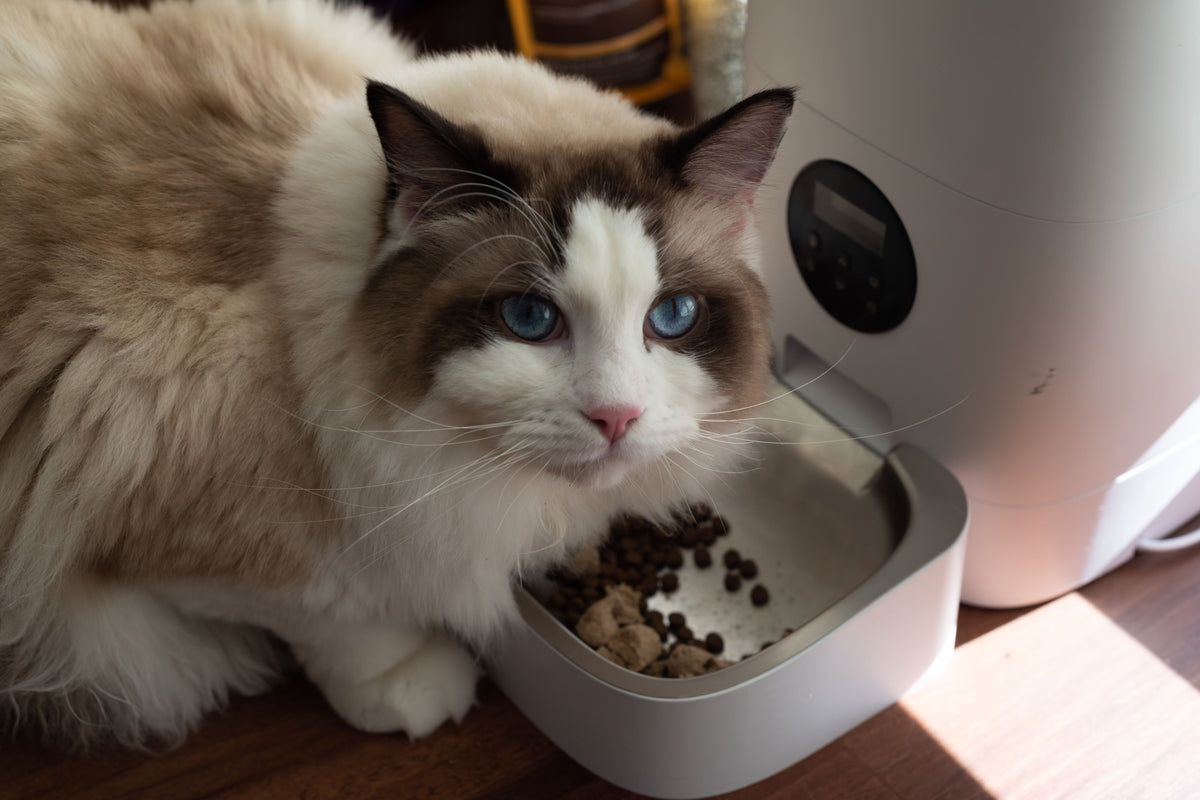 Food despenser